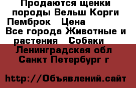 Продаются щенки породы Вельш Корги Пемброк › Цена ­ 40 000 - Все города Животные и растения » Собаки   . Ленинградская обл.,Санкт-Петербург г.